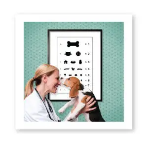 Katarakta kod životinja